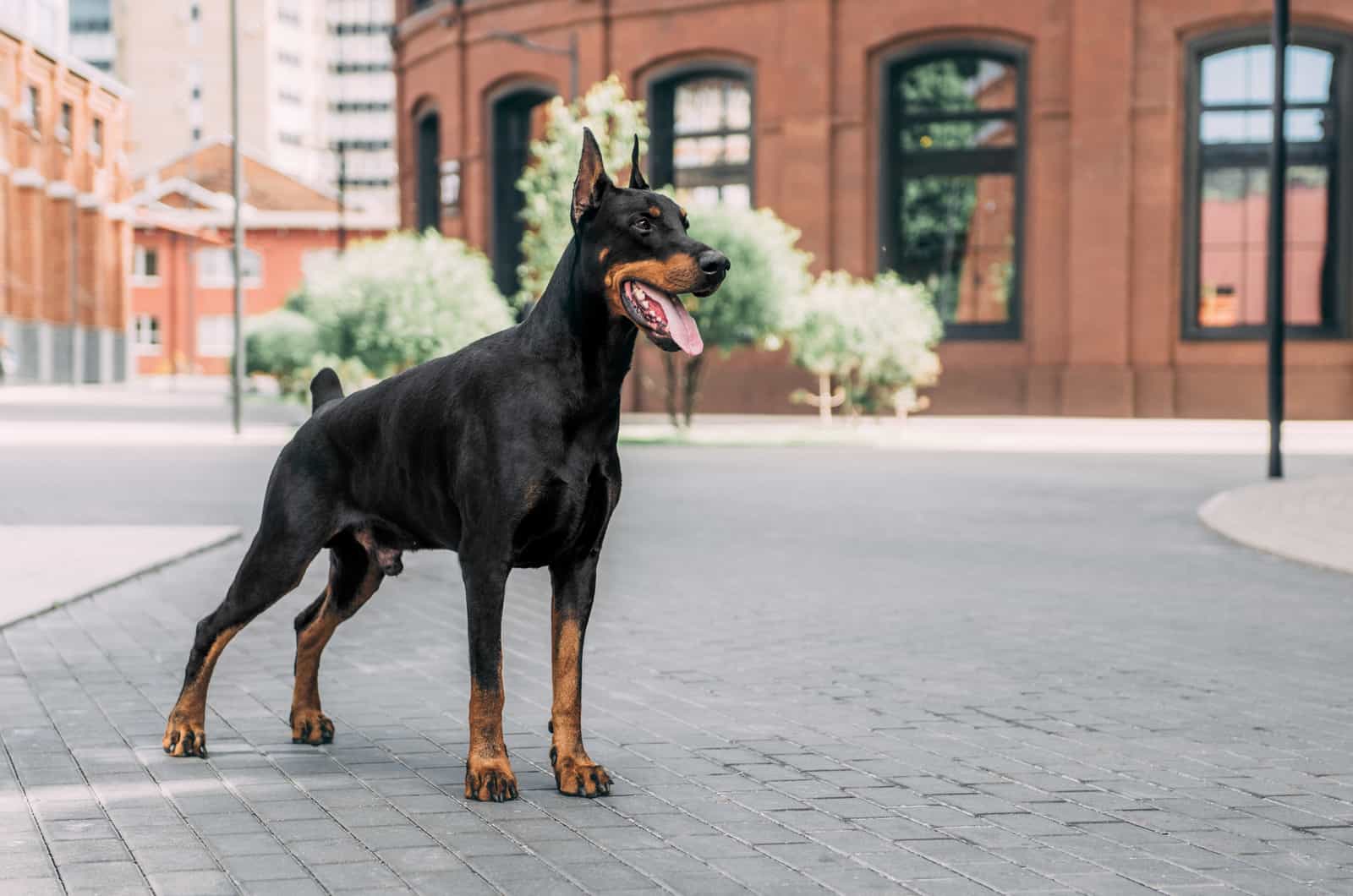 Top 5 Trustworthy Doberman Breeders In Ohio