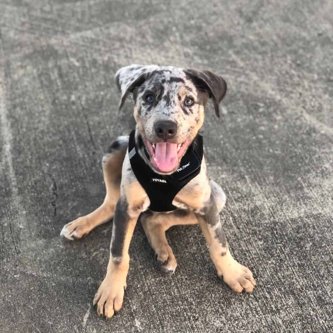 doberman catahoula