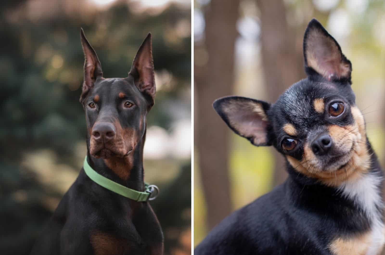 Doberman Chihuahua Mix: Mixing The Contrasting Breeds