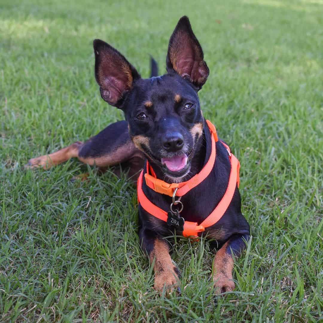 doberman chihuahua mix