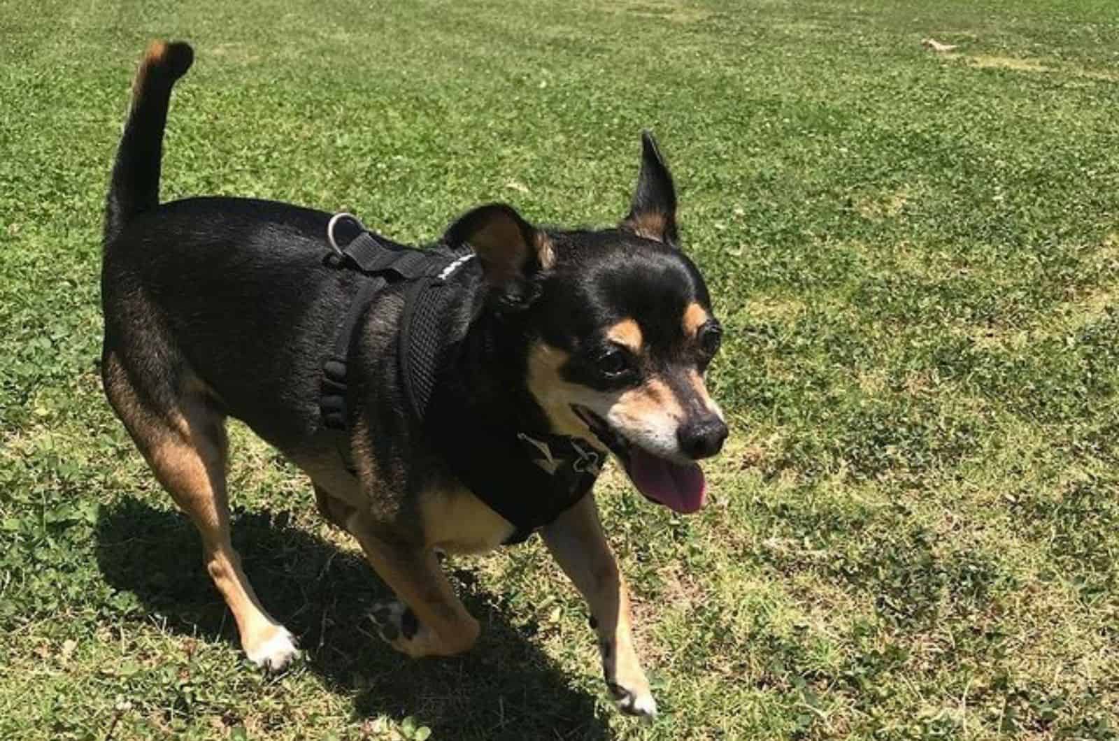 doberman chihuahua running in the park