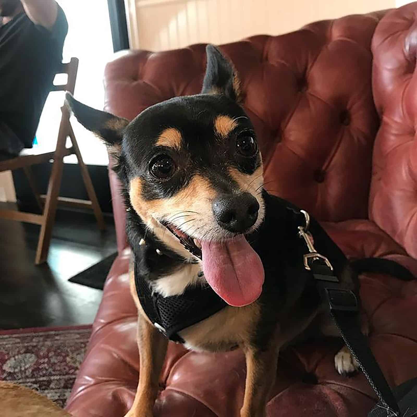 doberman chihuahua with his tongue out sitting on the couch