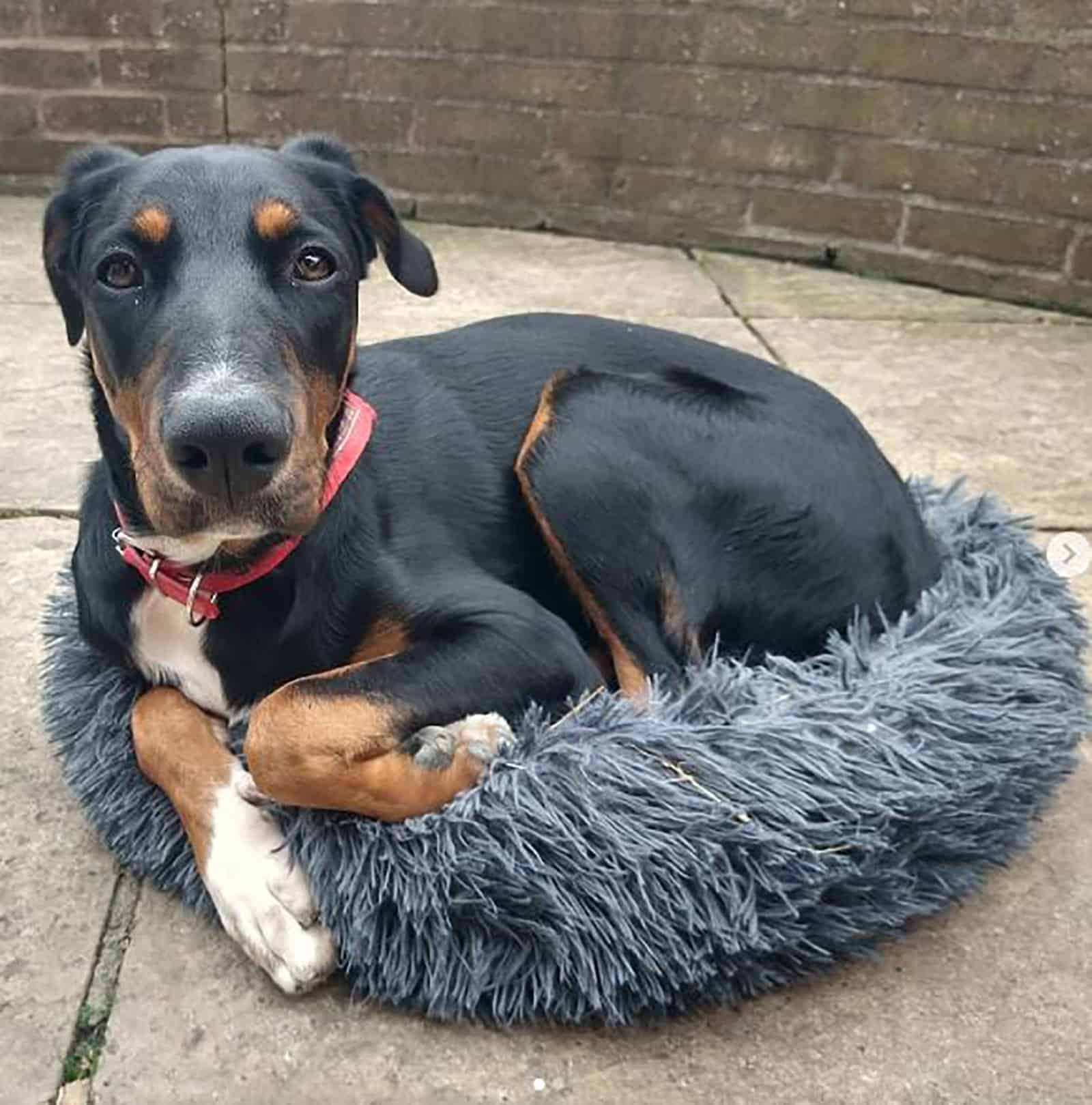 doberman collie