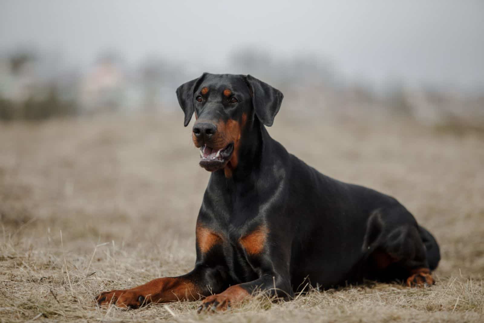 doberman dog in late autumn