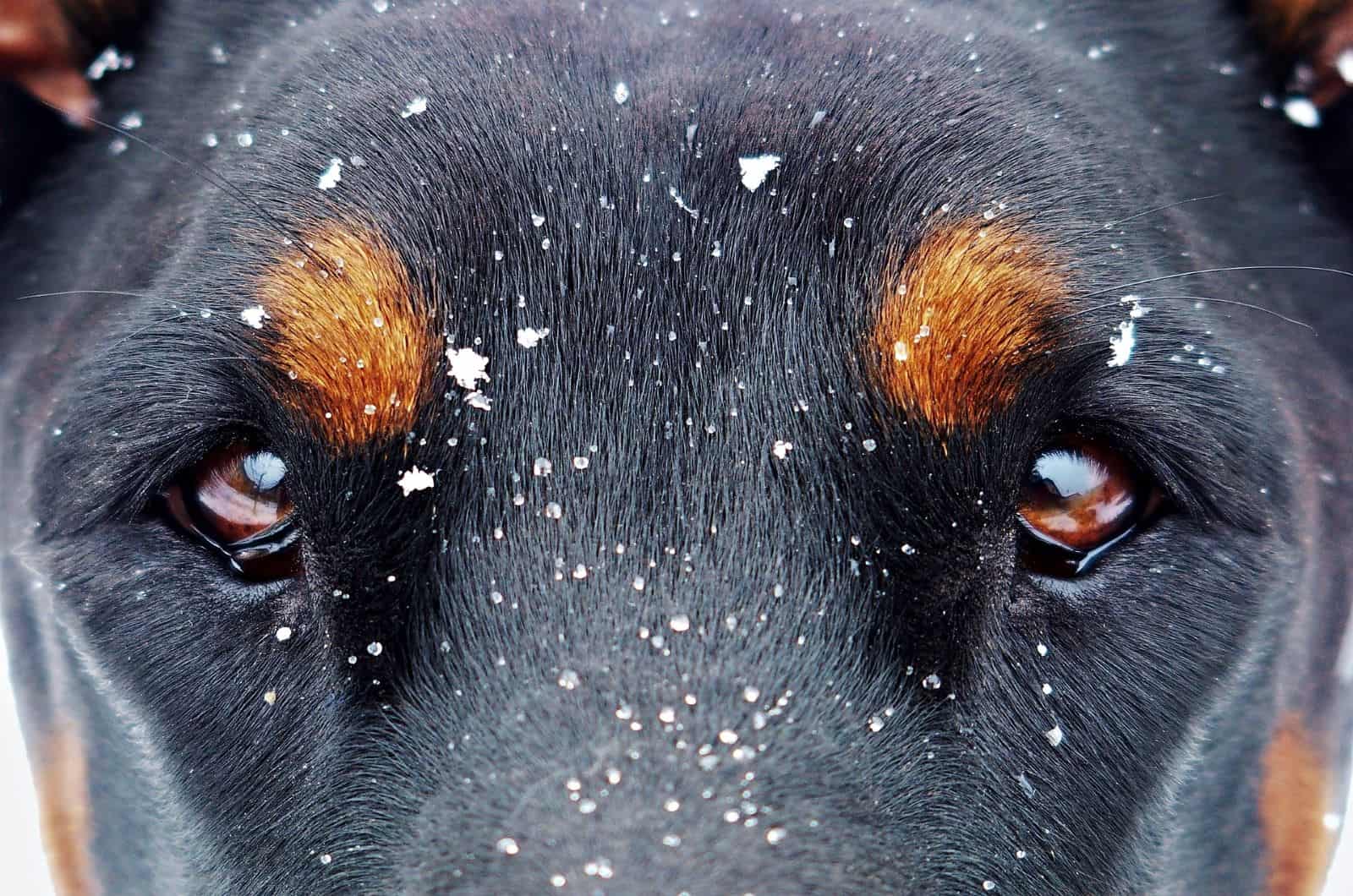 doberman eyes