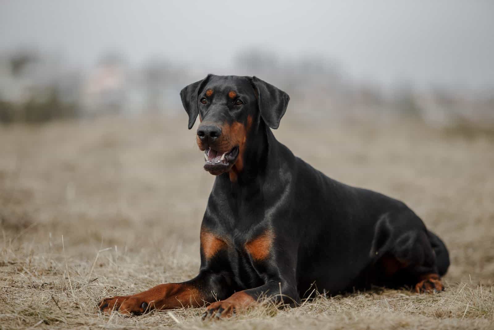 Doberman Growth Chart: Growing Up Healthy