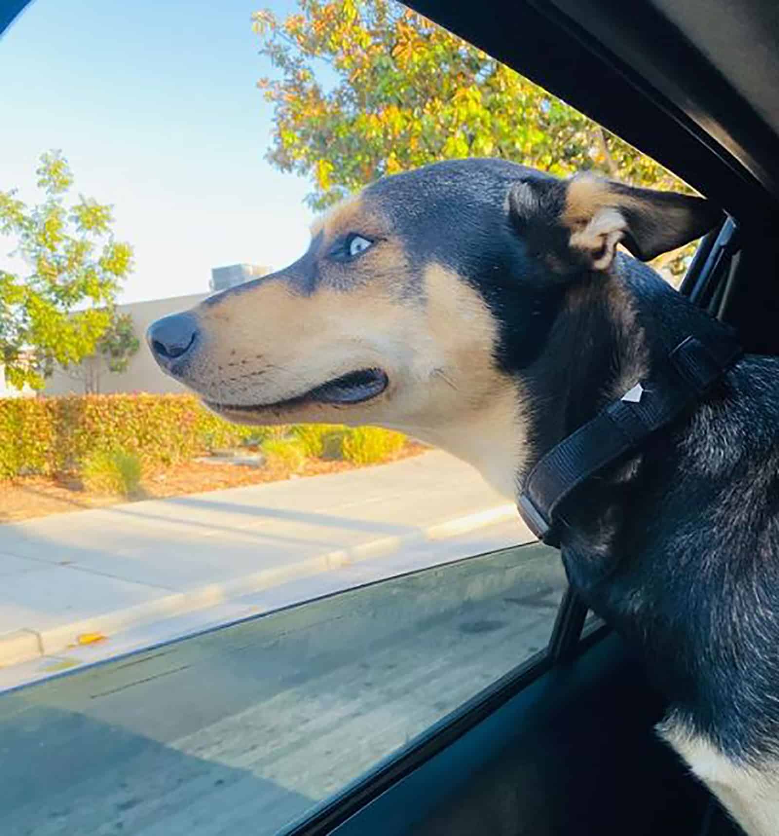 doberman husky in the car looking through the window