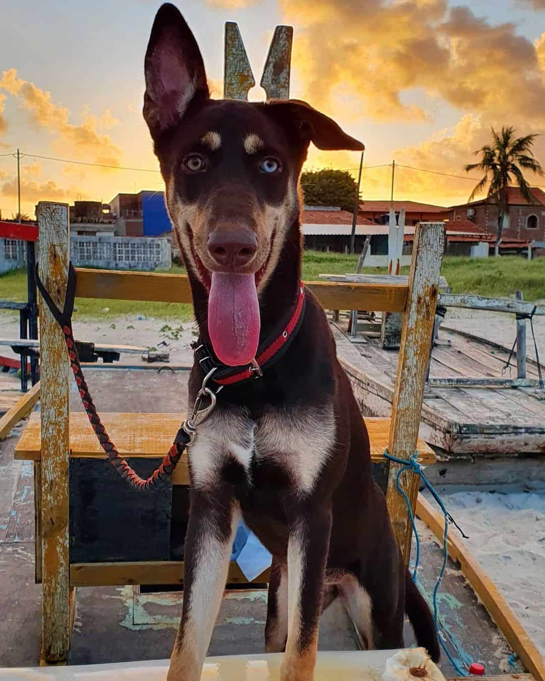 doberman husky mix