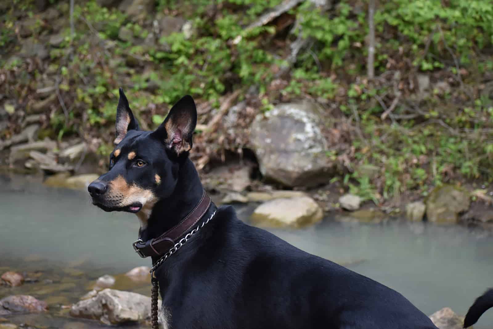 Doberman Husky Mix – Portrait of a Dobsky