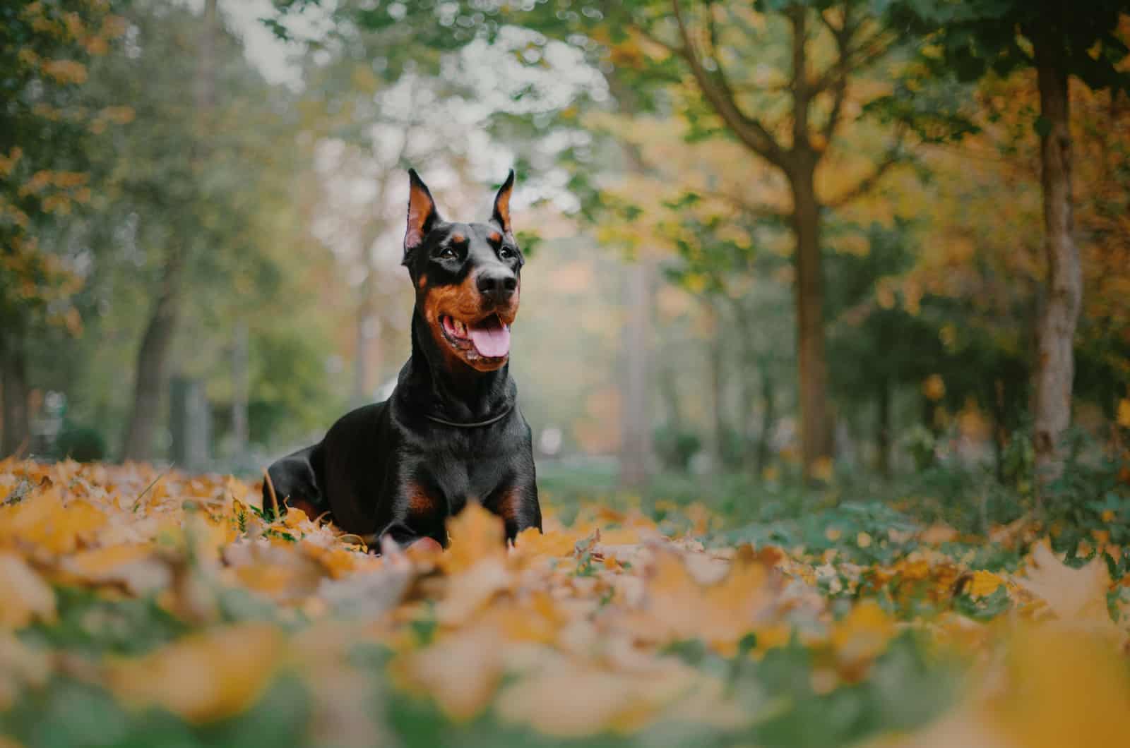 doberman in a field