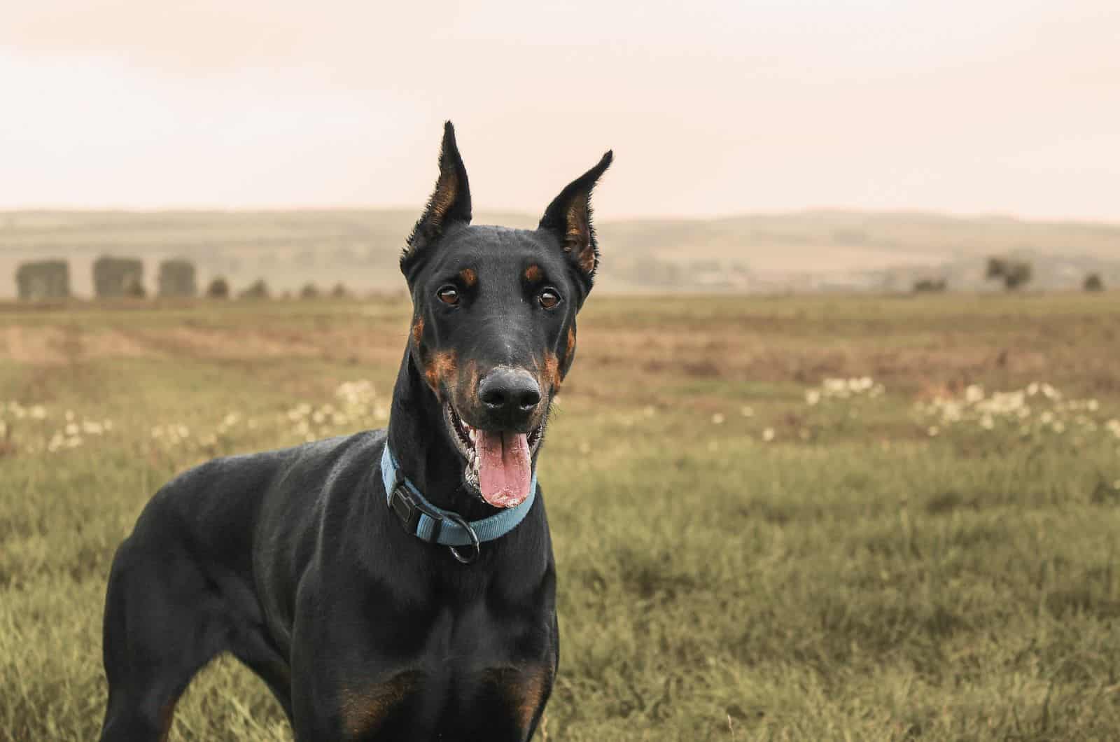 doberman in a field