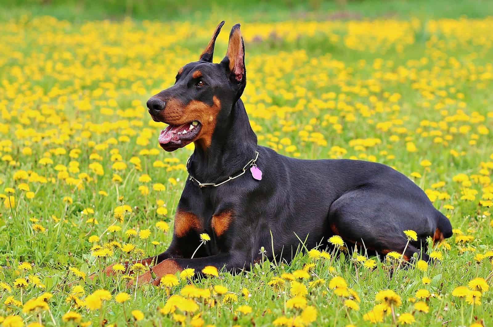 doberman in a field of flowers