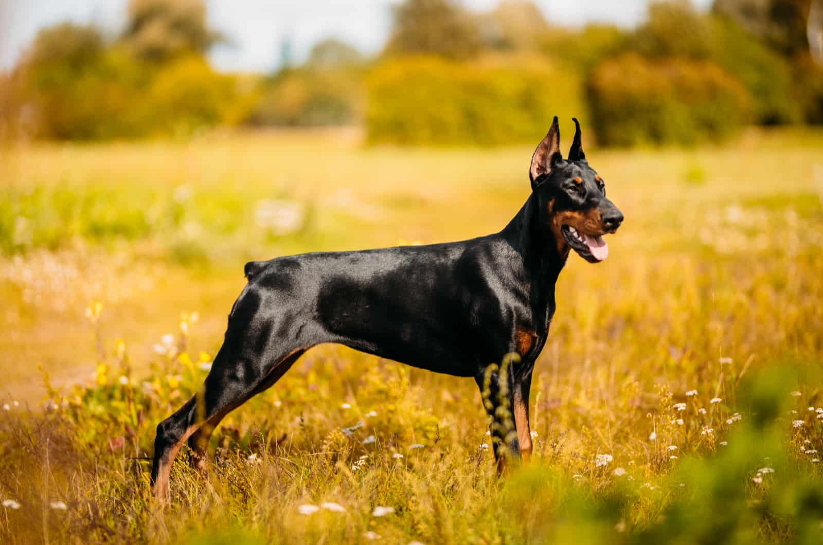 doberman in a yellow field