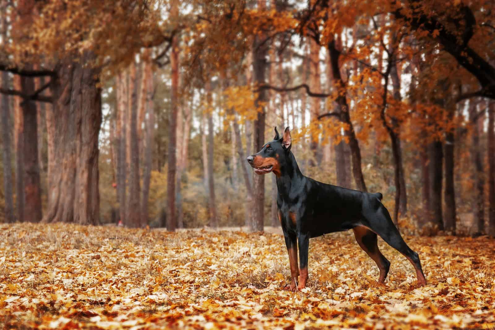 doberman in autumn