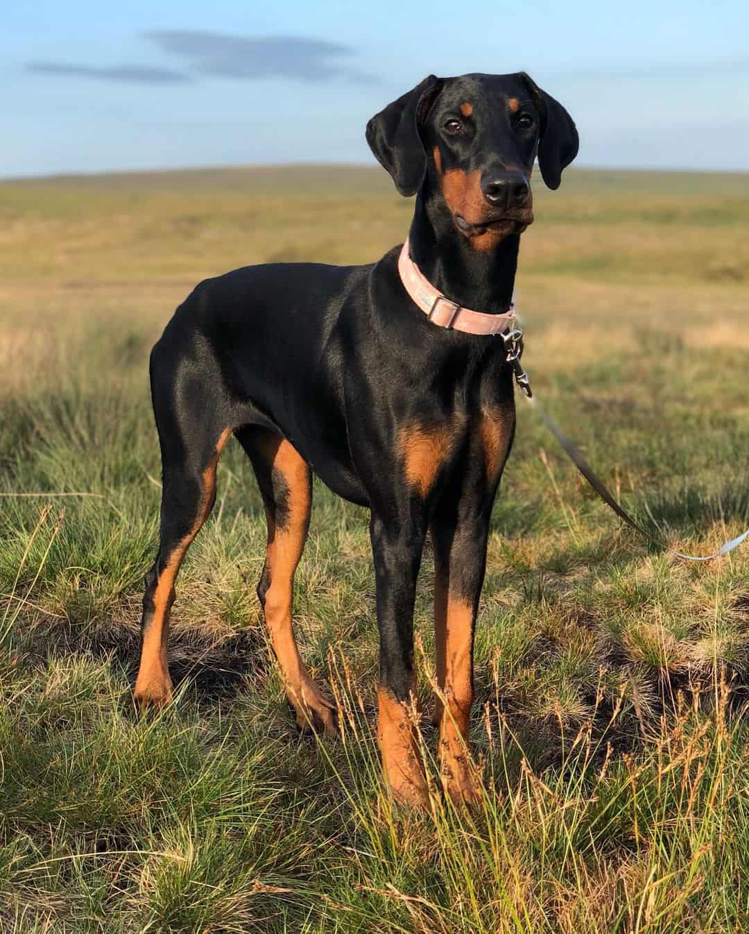 doberman in nature