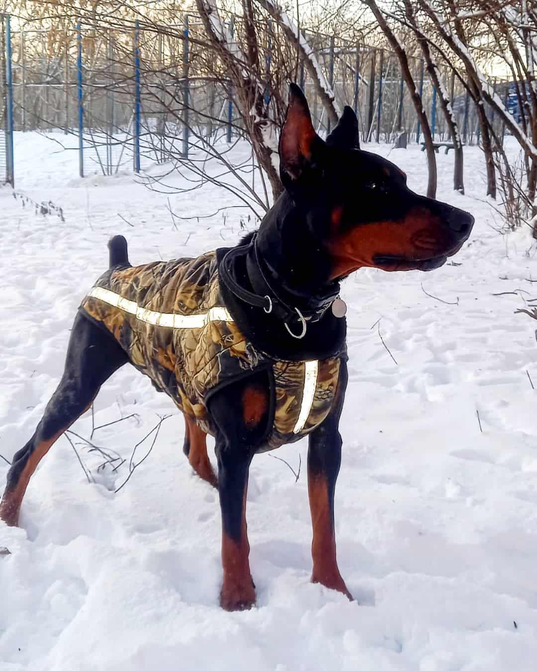 doberman in snow