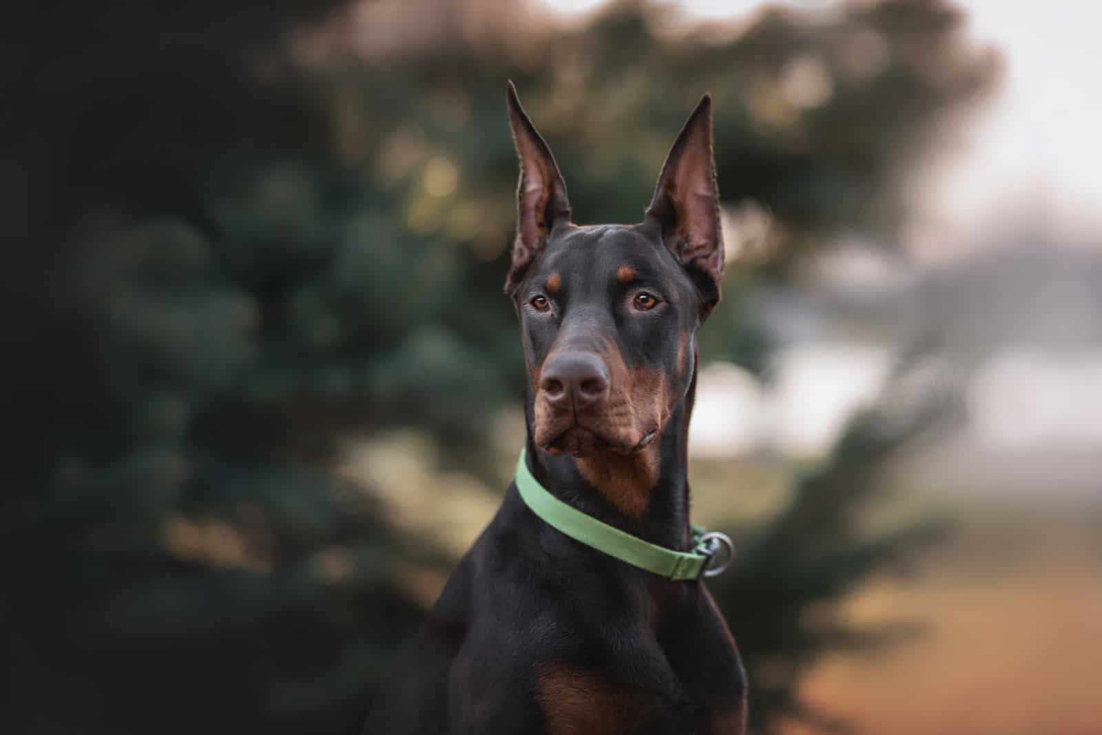 Doberman looking into distance