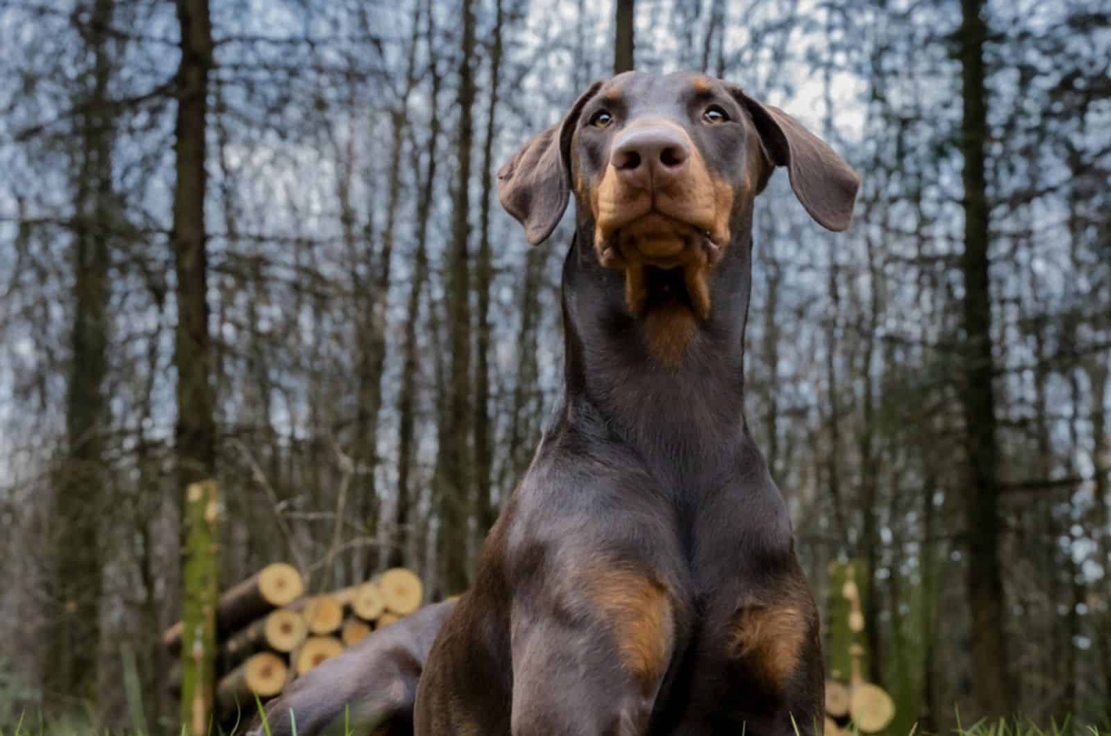 doberman pinscher in the forest