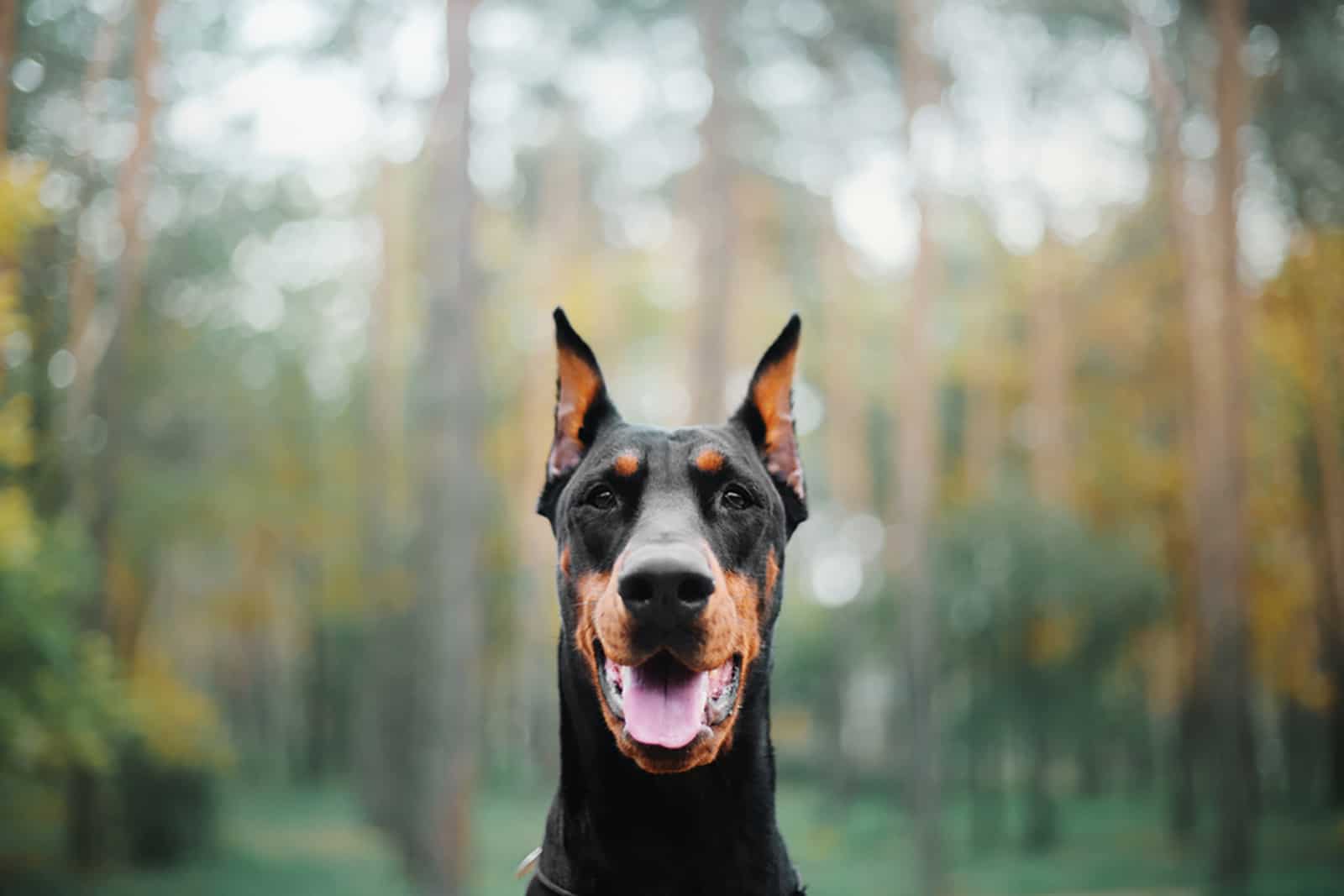 doberman pinscher in the forest