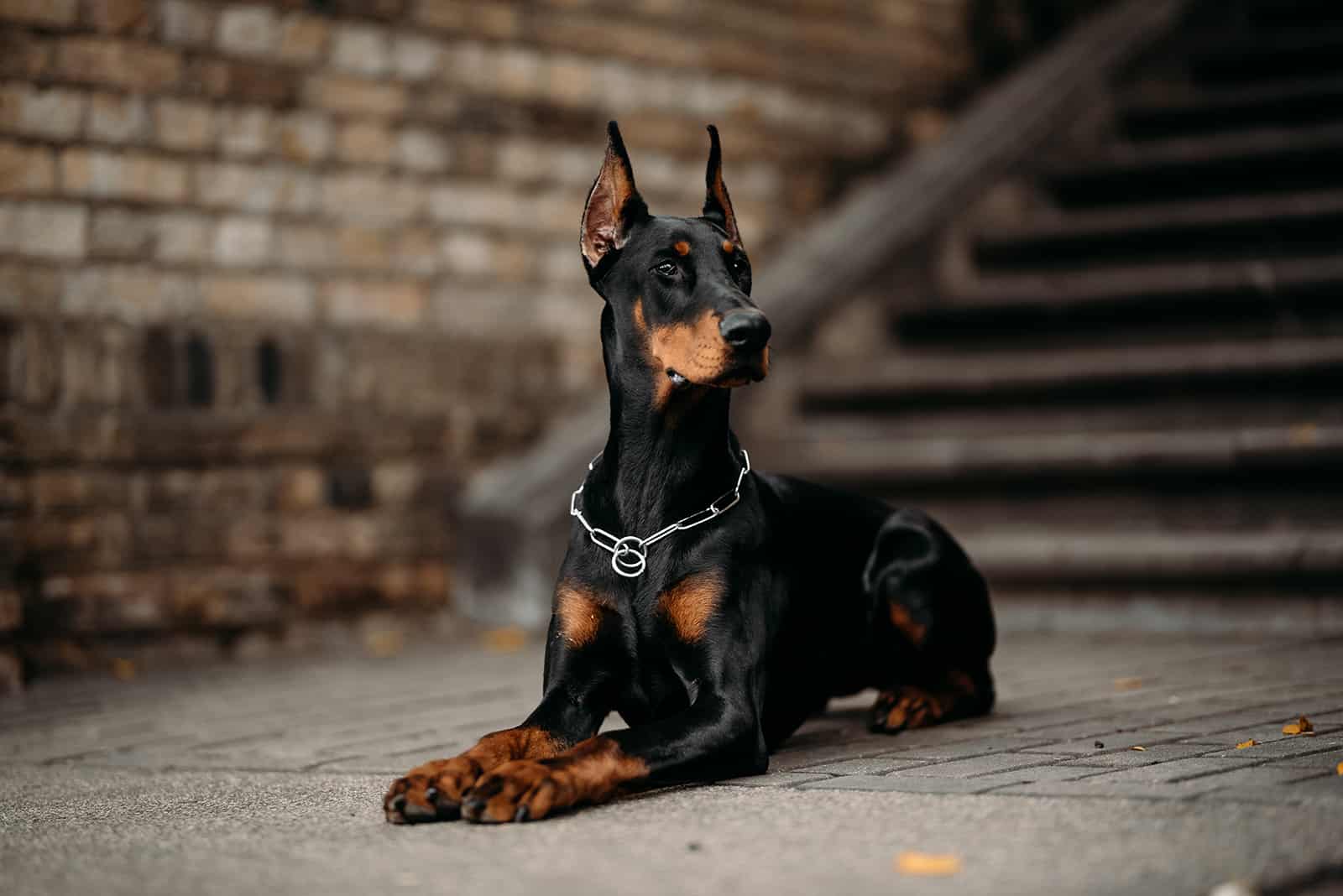 doberman pinscher sitting near the stairs