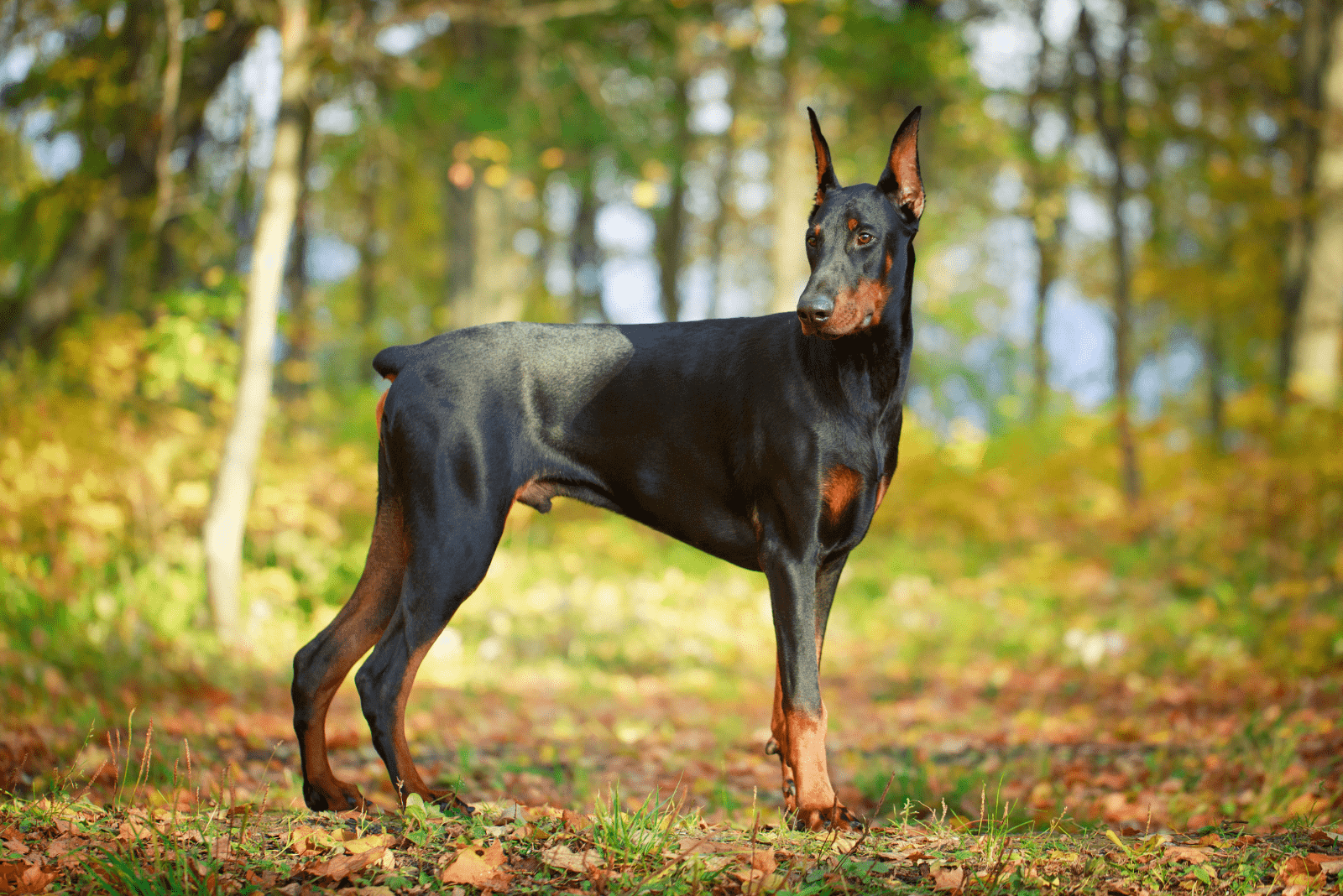 Doberman Pinscher stands in the forest