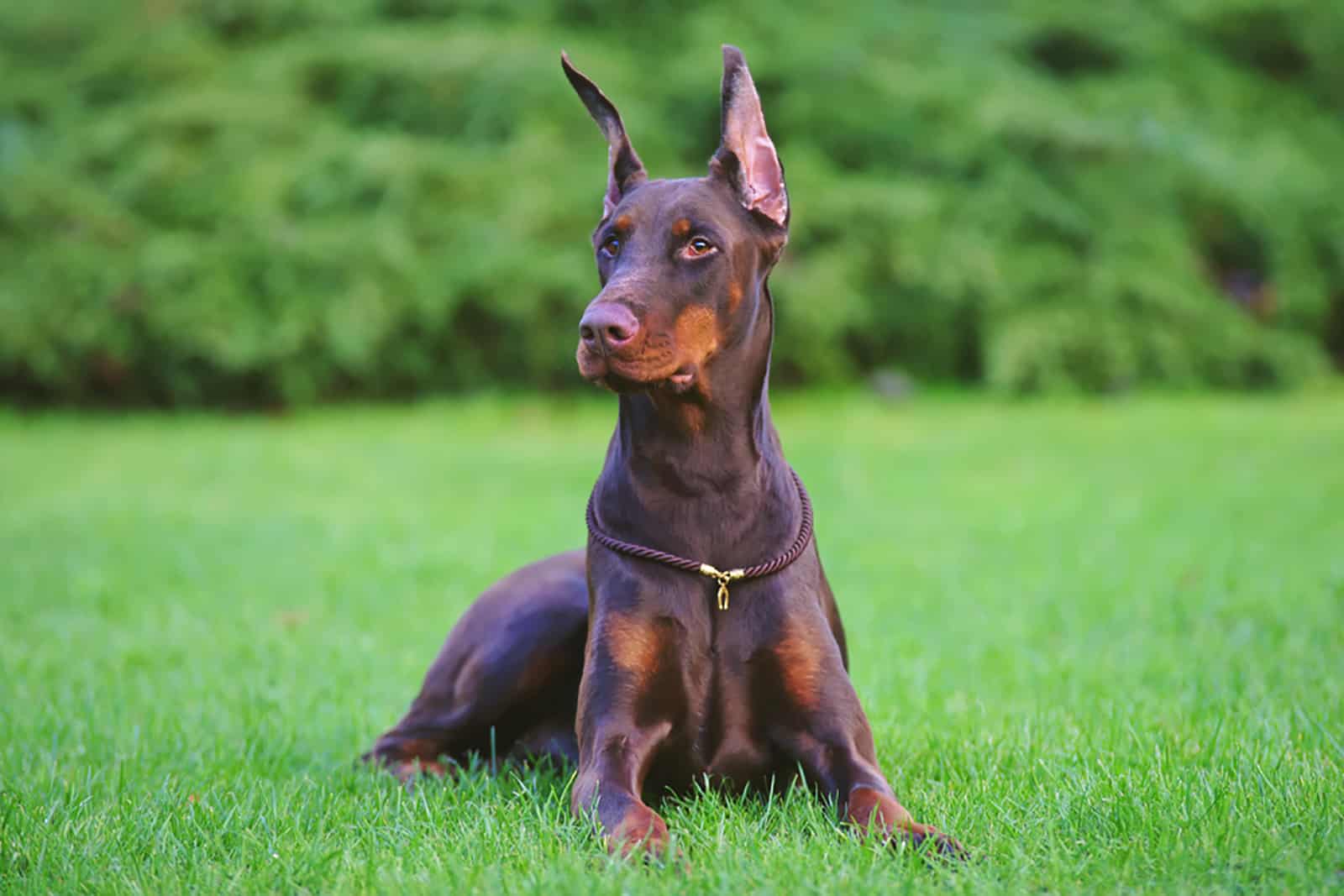 doberman pinscher sitting in the grass