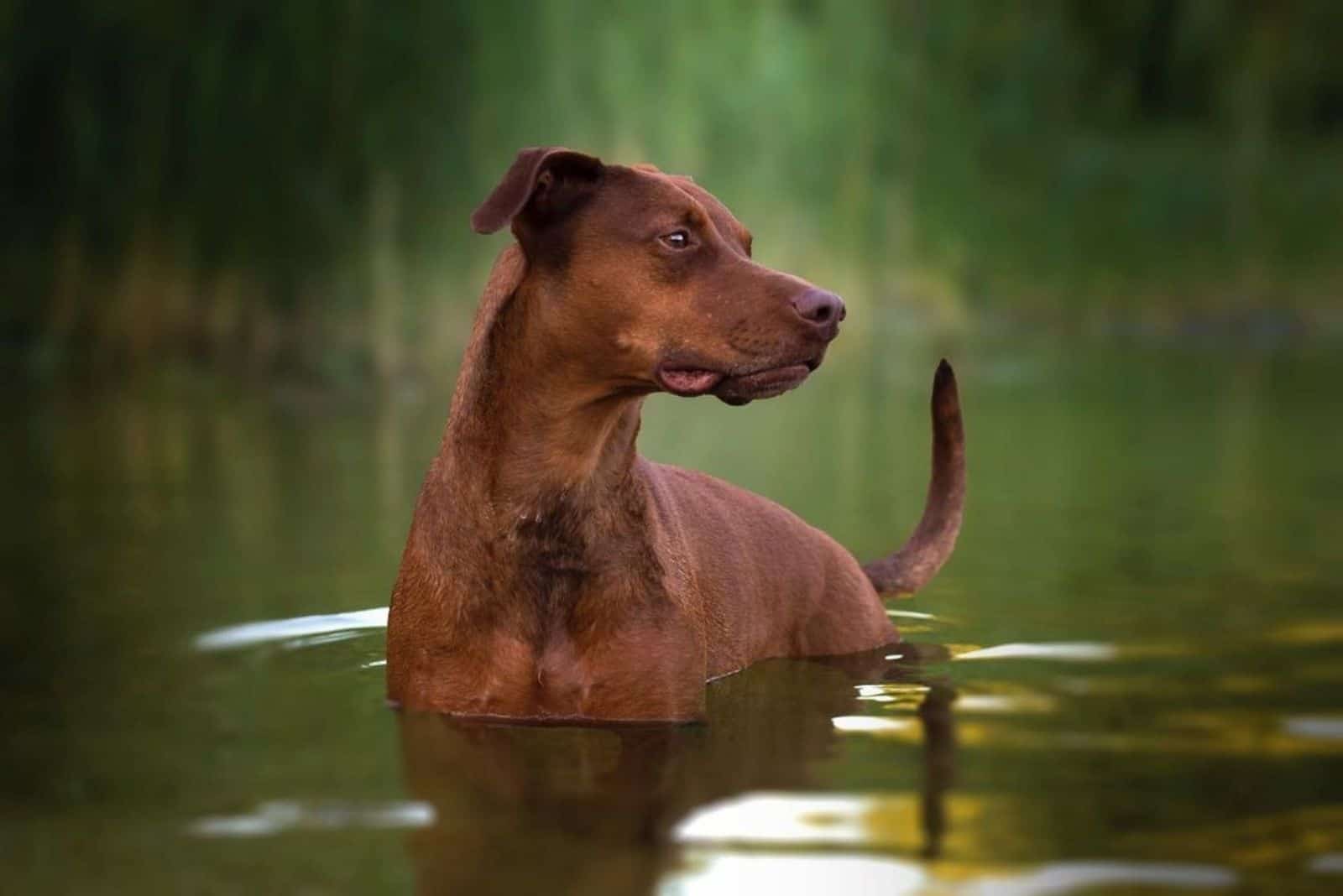 Doberman Pitbull Mix: An Ultimate Guide To This Crossbreed