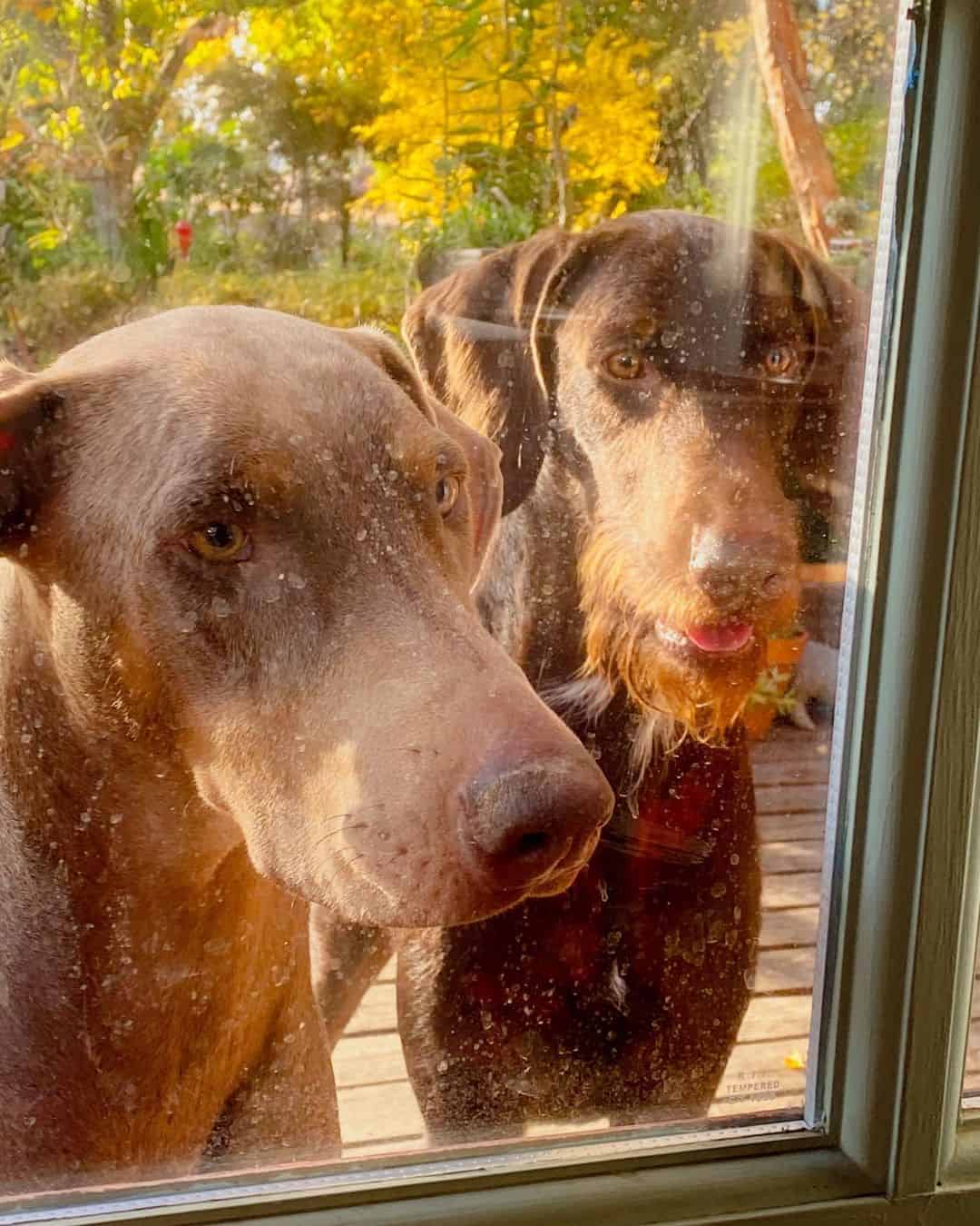 Doberman Poodle Mix dogs looking through window