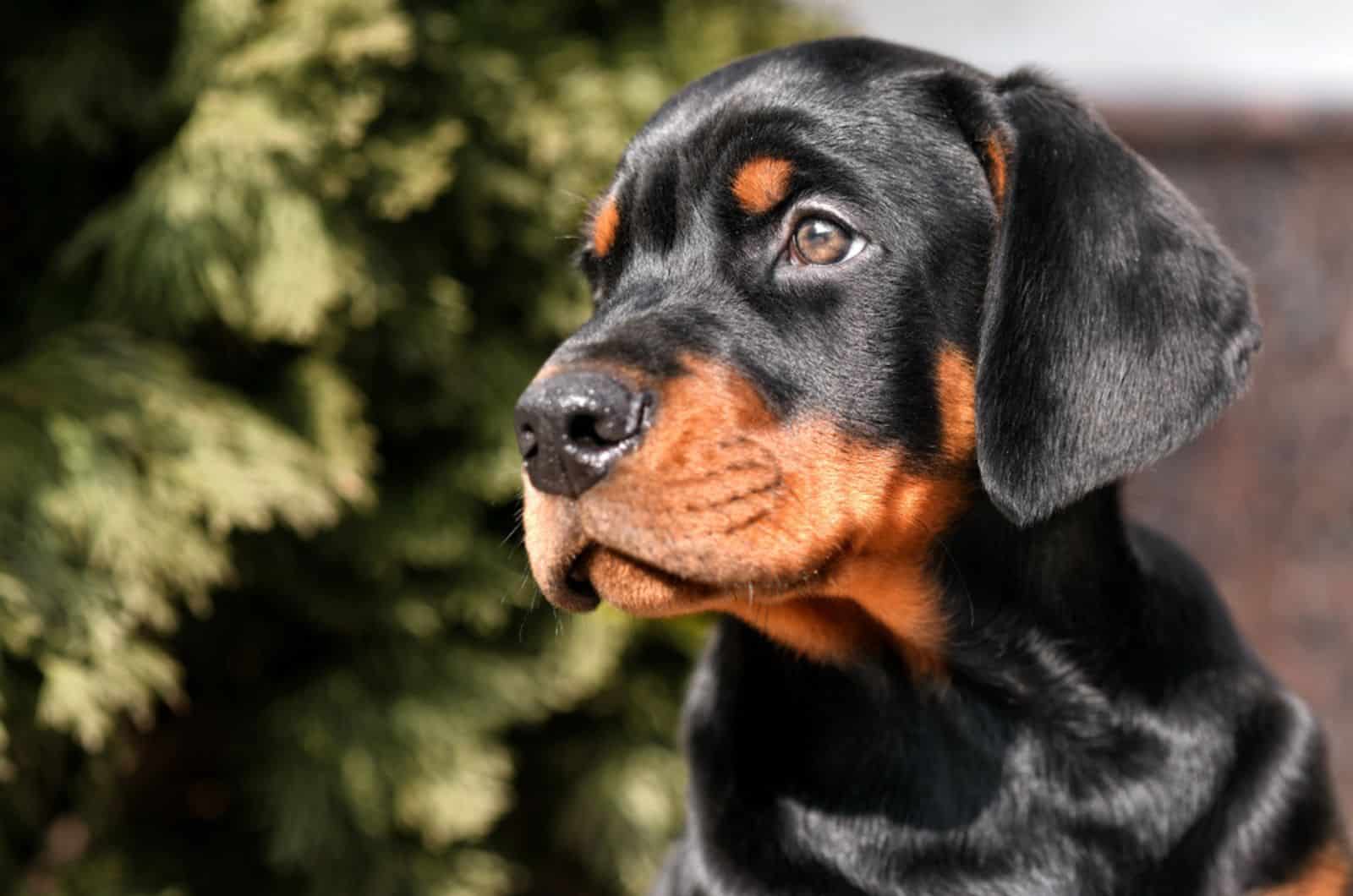 doberman puppy in garden