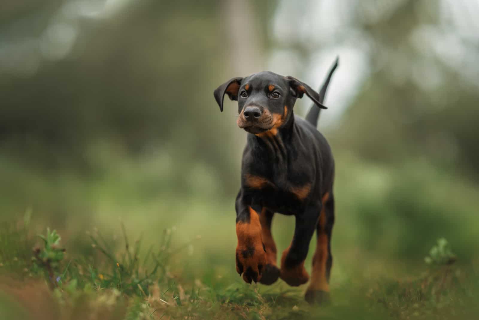 Doberman Puppy running on gras