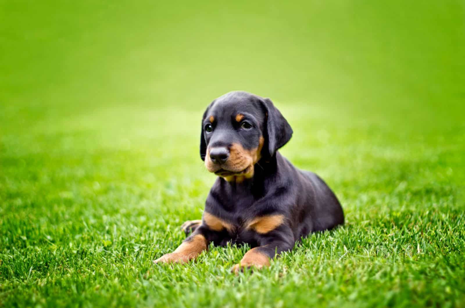 doberman puppy sitting on the lawn in the garden