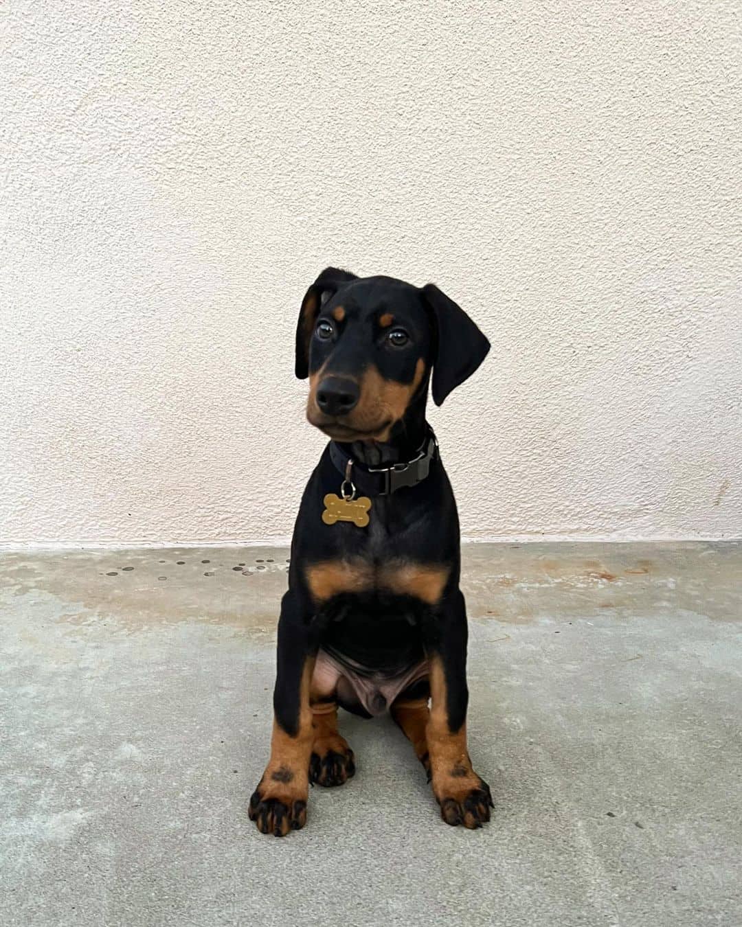 Doberman Puppy sitting