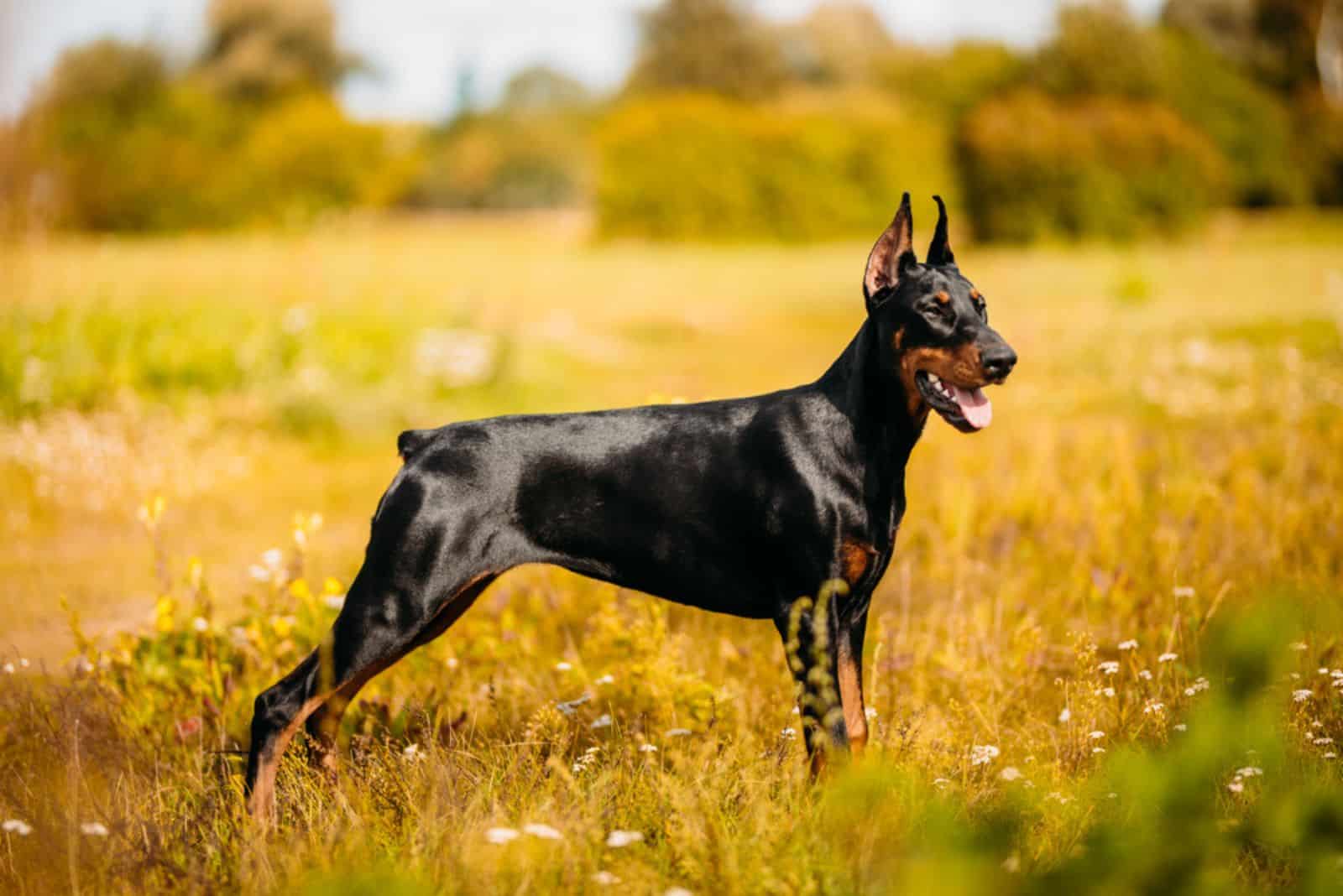 Doberman puppy standing in a meadow