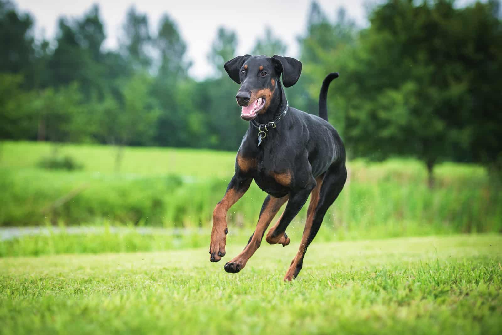 Doberman running outside on grass