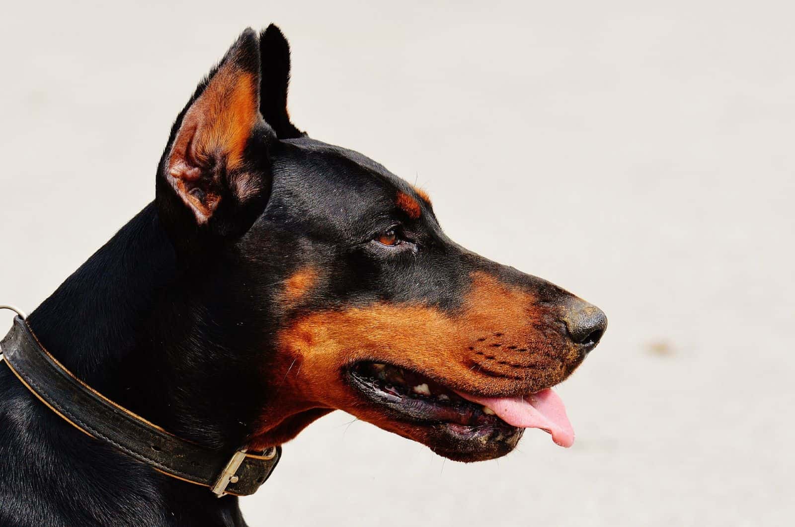 doberman side profile