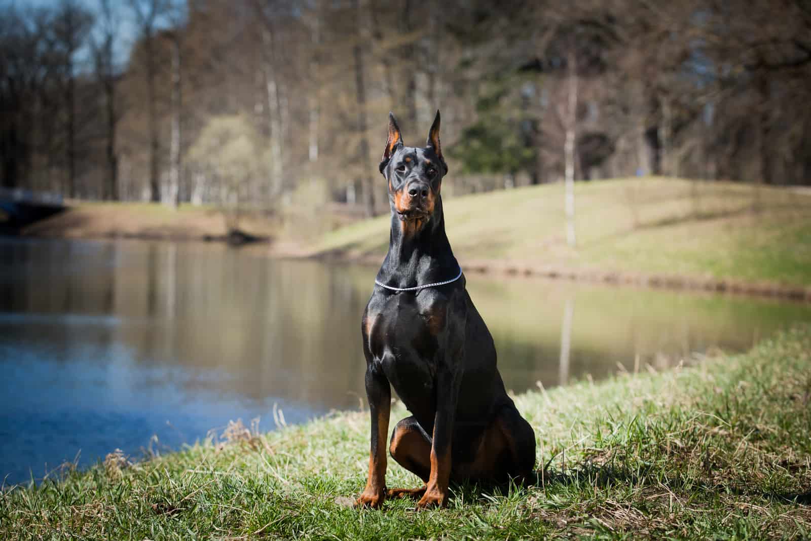 Doberman sitting by lake