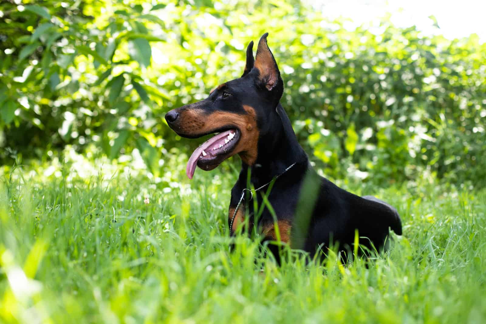 doberman sitting in grass