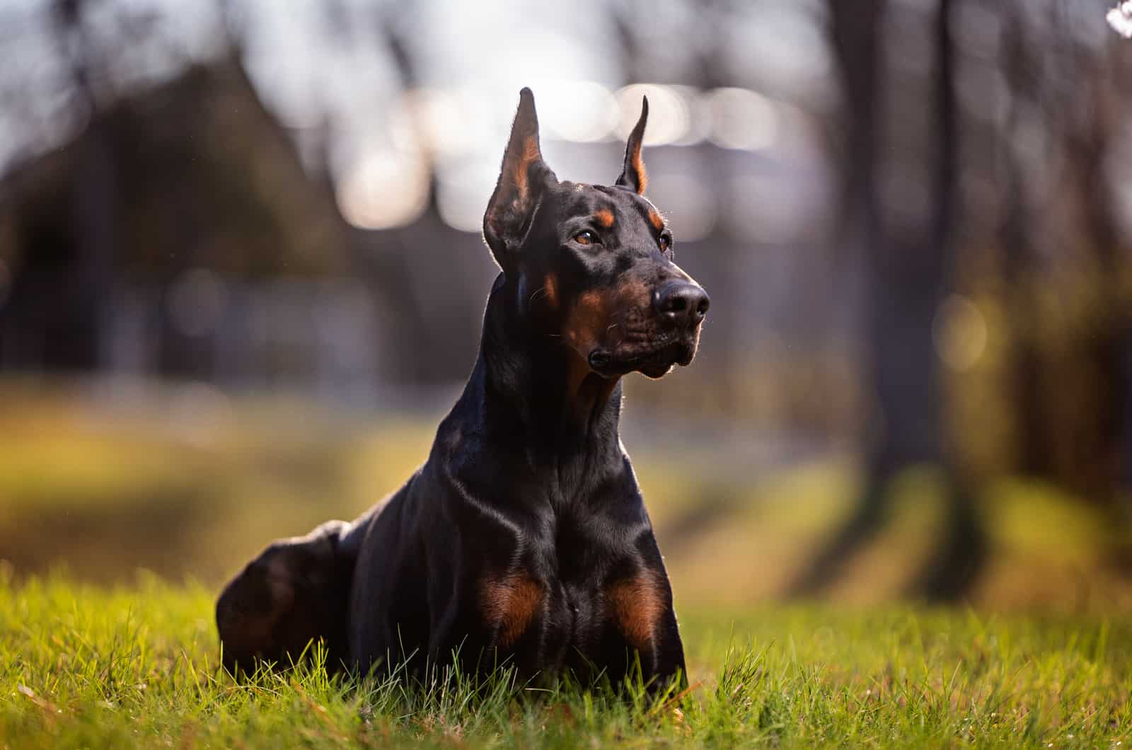 doberman sitting outdoors