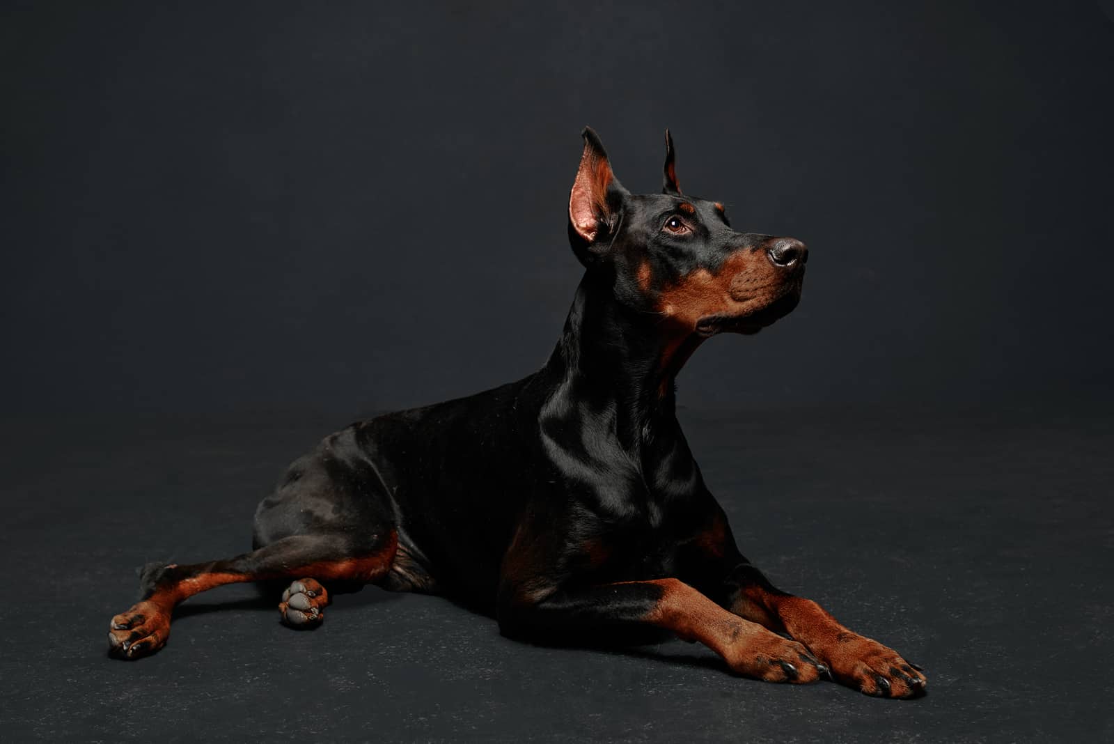 Doberman sitting with black background