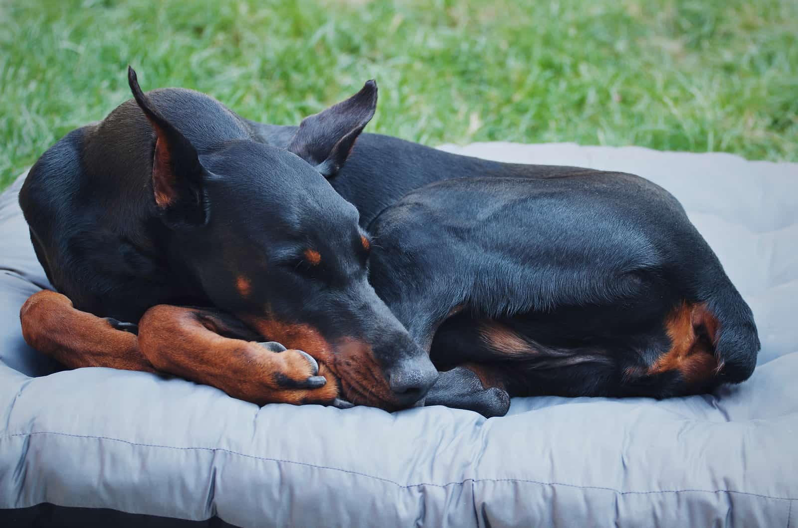 doberman sleeping