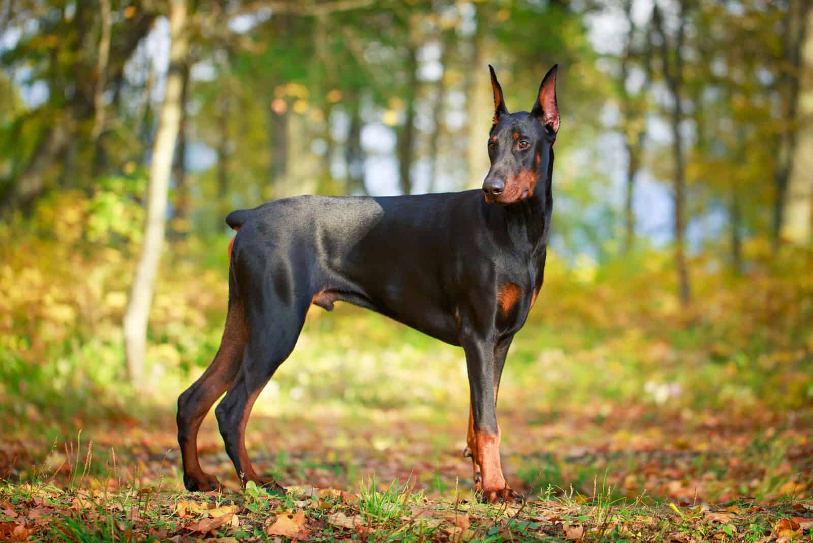 Doberman standing by forrest