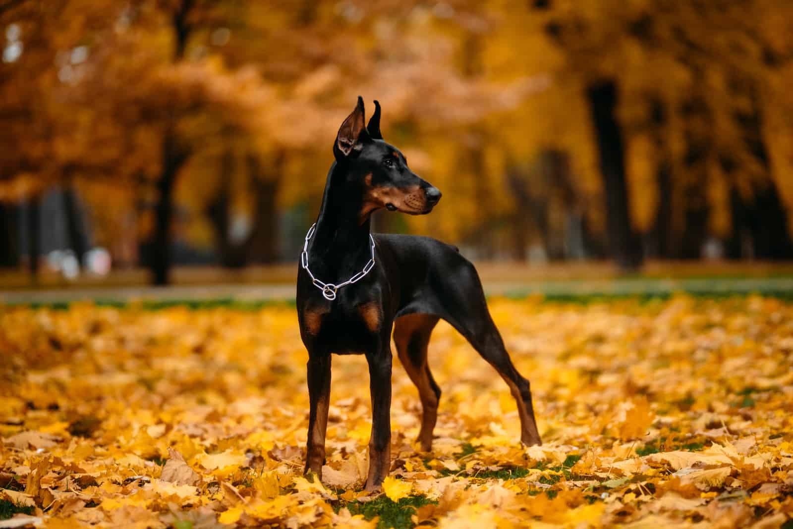 Doberman standing looking away