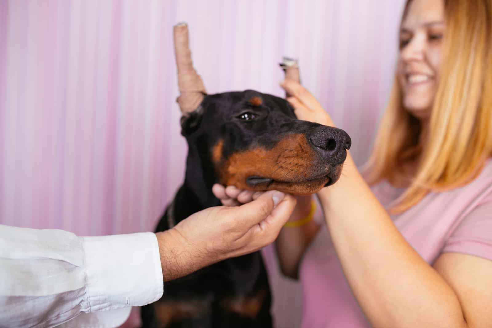 doberman with cropped ears at the vet