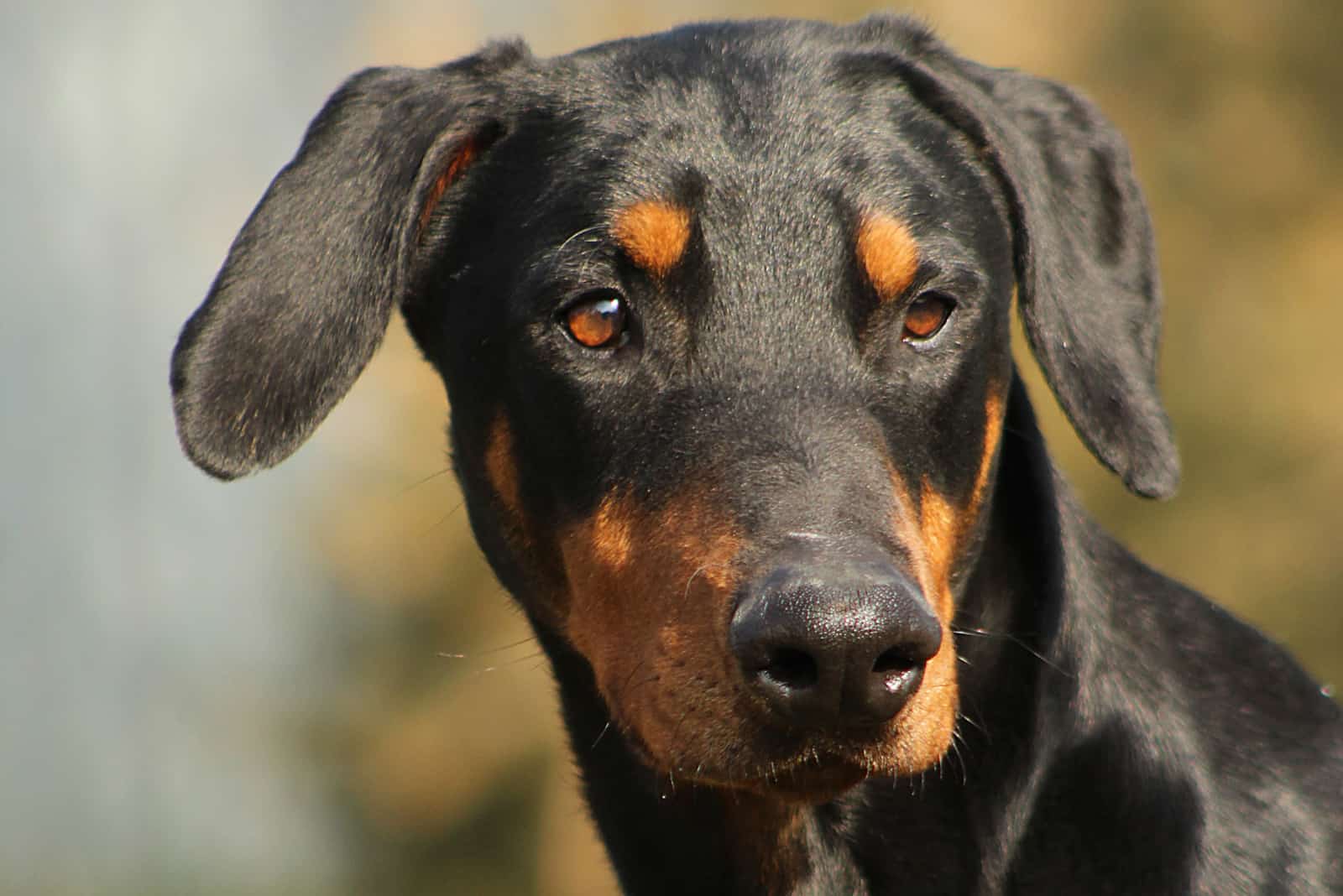 doberman with uncropped ears