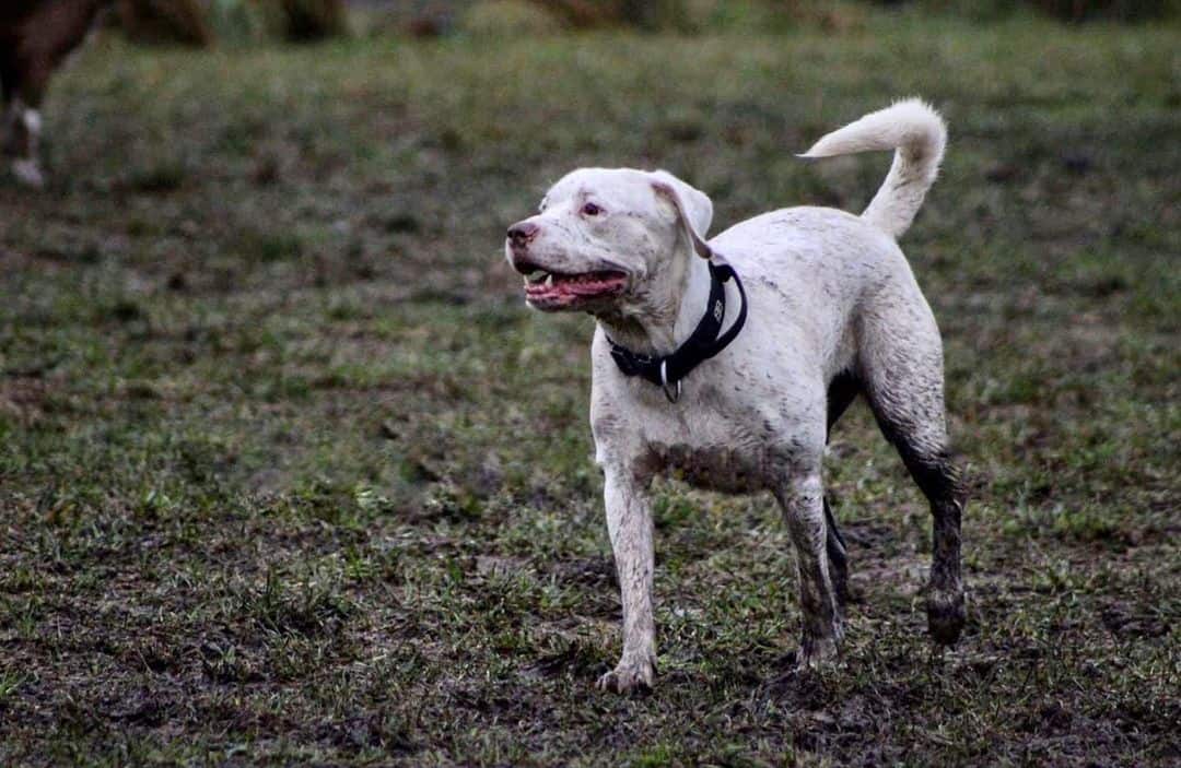 Does A White Rottweiler Exist? Let’s Find Out