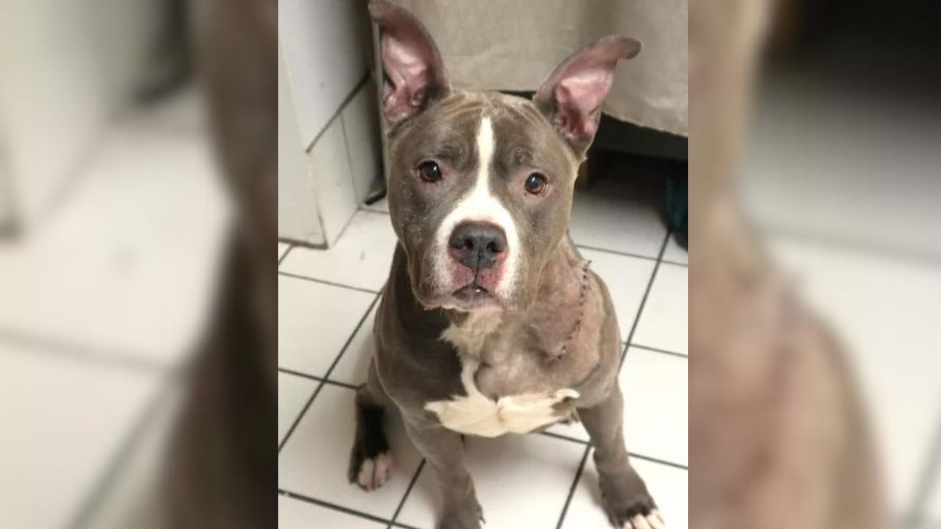 Dog Abandoned And Left Without Food After Her Owners Were Evicted From Their Home