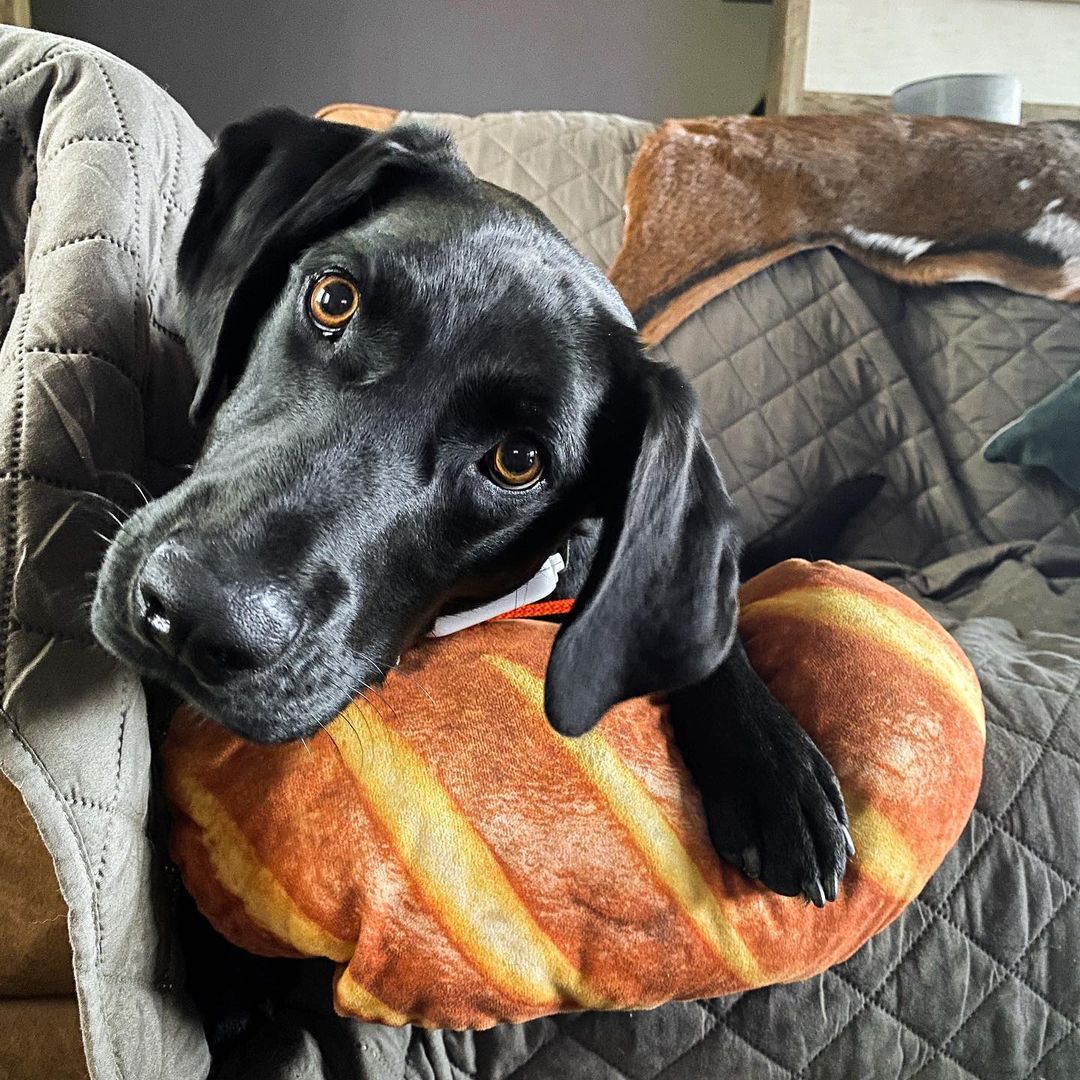 Dog and bread pillow