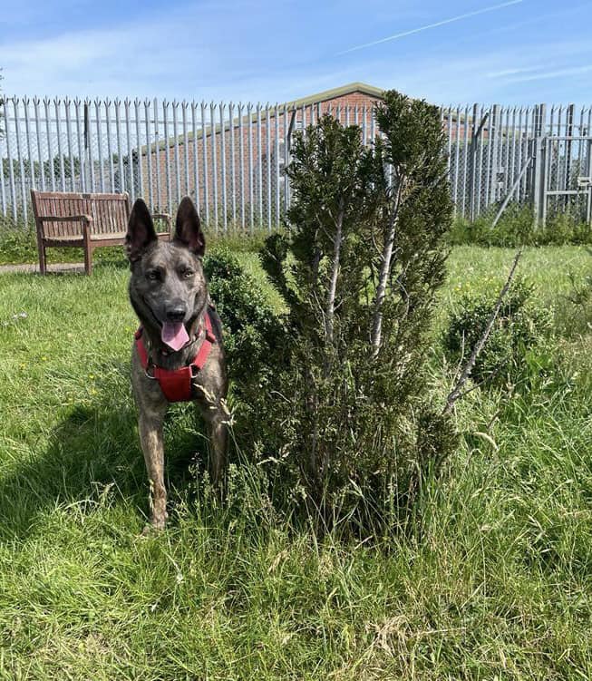 dog and bush