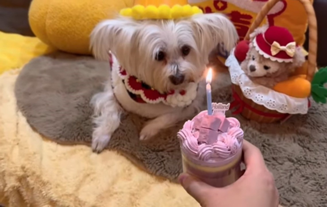 dog and cake