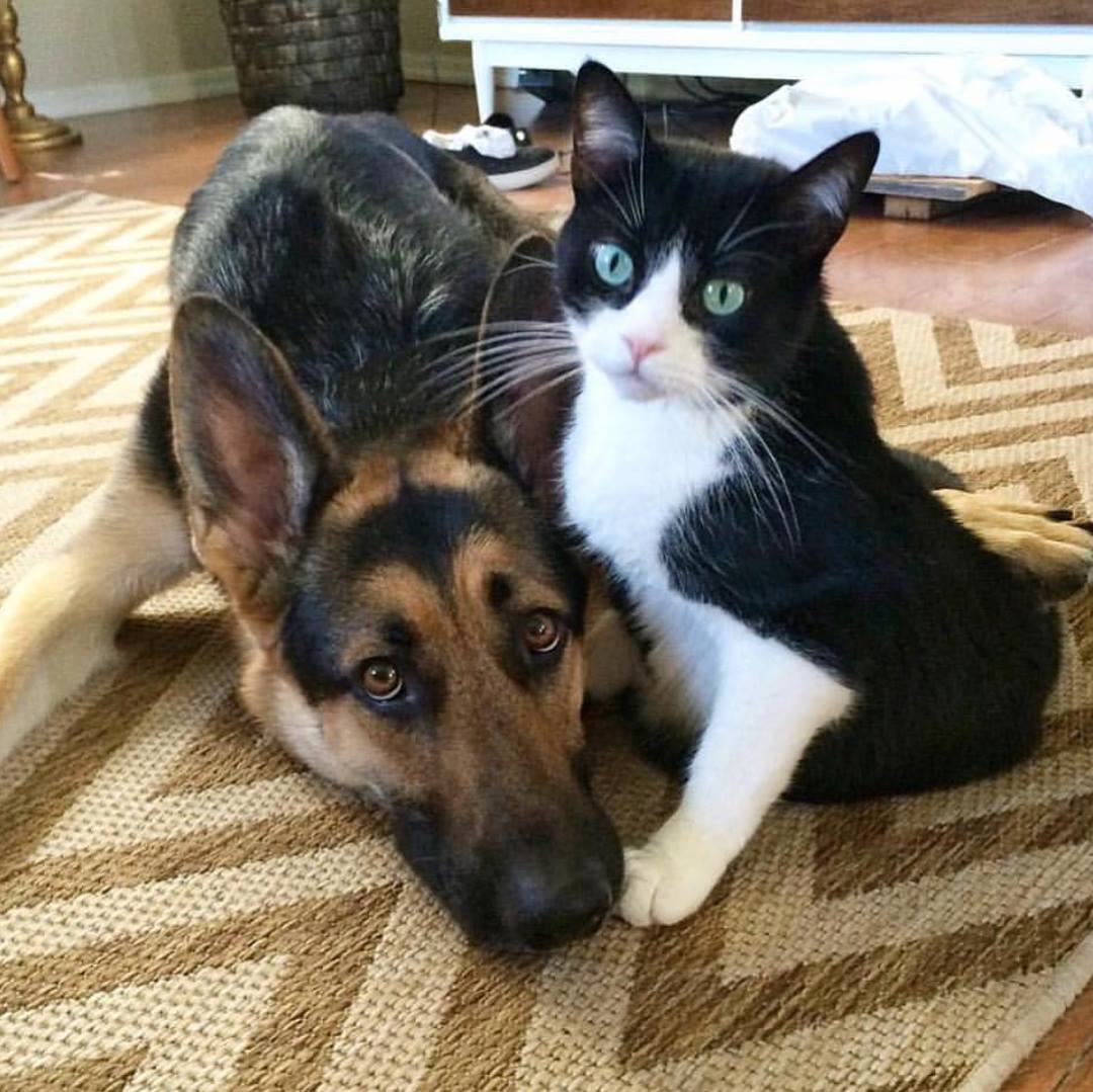 dog and cat chilling in the house